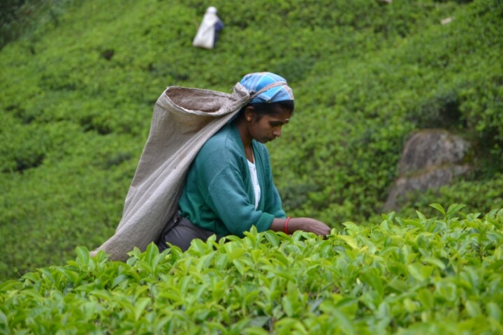 Akcja Lato 2022: Herbata z goździkami?