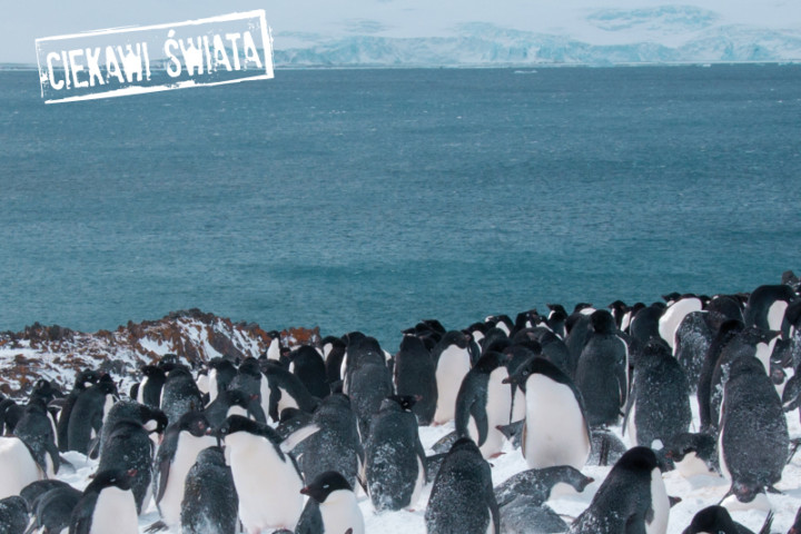 Antarktyka – stacja polarna, lodowce, pingwiny