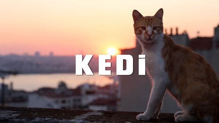 Kedi – Sekretne Życie Kotów od piątku w kinie Forum!